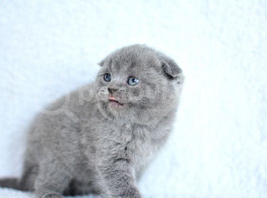 Topaç Gibi Yusyuvarlak Gri Scottish Fold