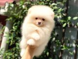 0-3 Aylık Yavru Pomeranian