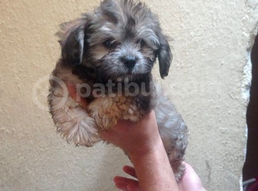 Maltipoo  Yavruları