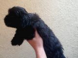 Maltipoo  Yavruları