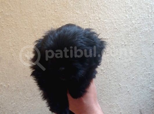 Maltipoo  Yavruları görsel
