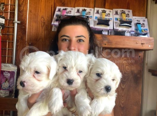 Yumuşacik Tüylü Maltese Terri̇er Bebekler görsel