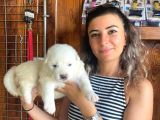 Safkan Samoyed Pamuk Bebekler