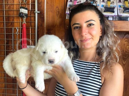 Safkan Samoyed Pamuk Bebekler görsel
