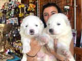 Safkan Samoyed Pamuk Bebekler