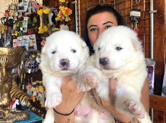 Safkan Samoyed Pamuk Bebekler görsel