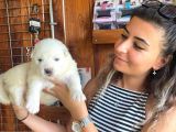 Safkan Samoyed Pamuk Bebekler