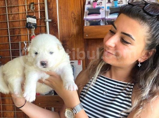 Safkan Samoyed Pamuk Bebekler görsel