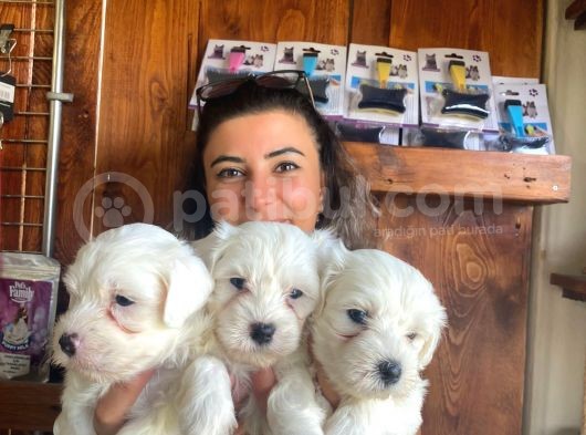Yumuşacik Tüylü Maltese Terri̇er Bebekler görsel