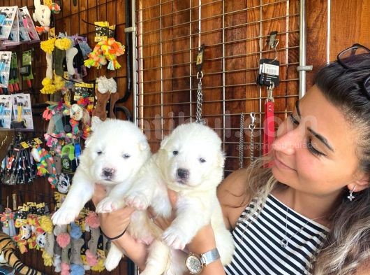 Safkan Samoyed Pamuk Bebekler