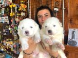 Safkan Samoyed Pamuk Bebekler
