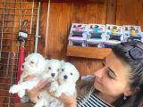 YUMUŞACIK TÜYLÜ MALTESE TERRİER BEBEKLER