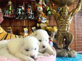 Ayi̇ Yavrusu Samoyed A Kali̇te Irk