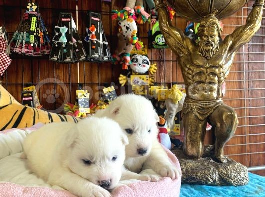 Ayi̇ Yavrusu Samoyed A Kali̇te Irk görsel