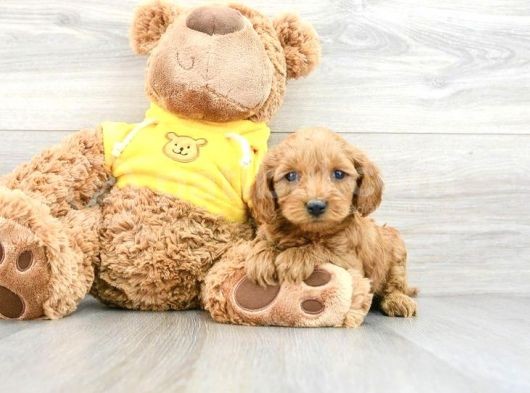 Mi̇ni̇k Malti̇poo Yavrulari