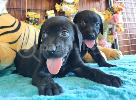 Safkan Çi̇kolata Ve Si̇yah Labrador Yavrularimiz görsel