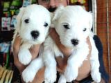 BEMBEYAZ MALTESE TERRİER 0 NUMARA