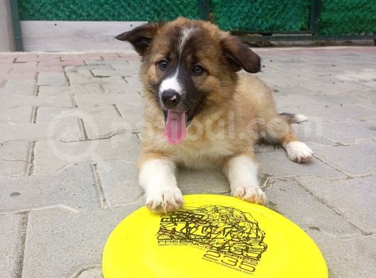Eğitimli Ve Aşılı Yavru Border Collie görsel