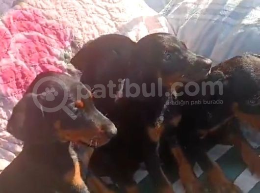 Dişi Erkek Doberman görsel