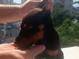 Dişi Erkek Doberman