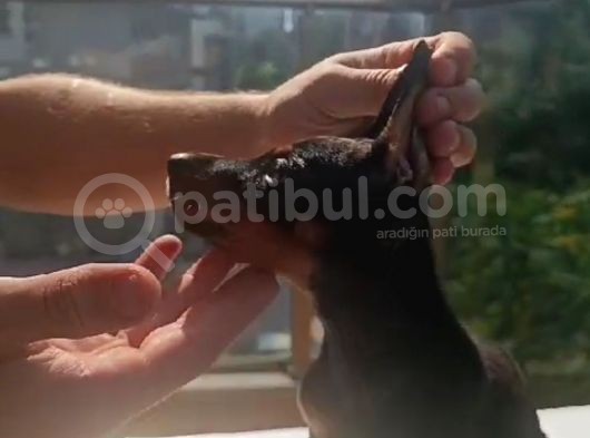 Dişi Erkek Doberman görsel