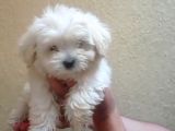 Maltipoo  Yavruları