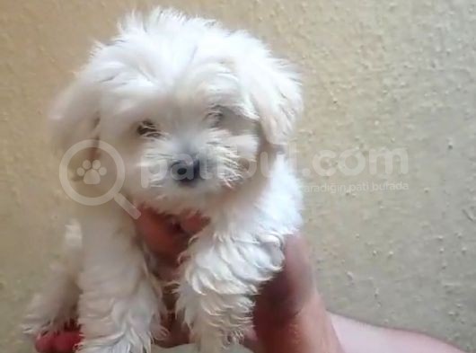 Maltipoo  Yavruları görsel