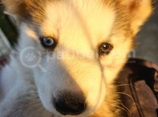 Husky Sibirya Kurdu Dişi Yavru Bir Gözü Mavi Diğer Gözü Kahverengi