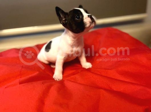 A Kali̇te Frenç Bulldog