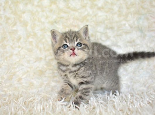 Blue Golden Eşşiz Renk Tonlarıyla British Shorthair