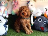 Red Brown Safkan Toy Poodle Yavrularimiz