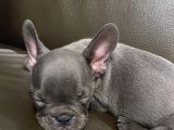 3 Aylik French Bulldog