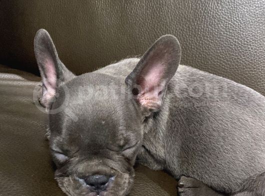 3 Aylik French Bulldog görsel