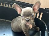3 Aylik French Bulldog