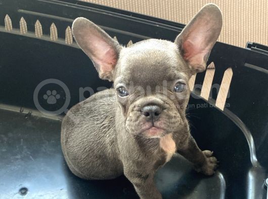 3 Aylik French Bulldog görsel