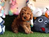 Red Brown Safkan Toy Poodle Yavrularimiz