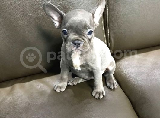 3 Aylik French Bulldog