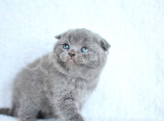 Topaç Gibi Yusyuvarlak Gri Scottish Fold görsel