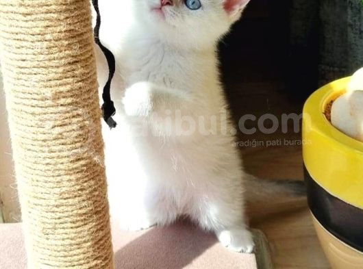 Üst Düzey  Gen Hatti Golden Poi̇nt Bebekler görsel
