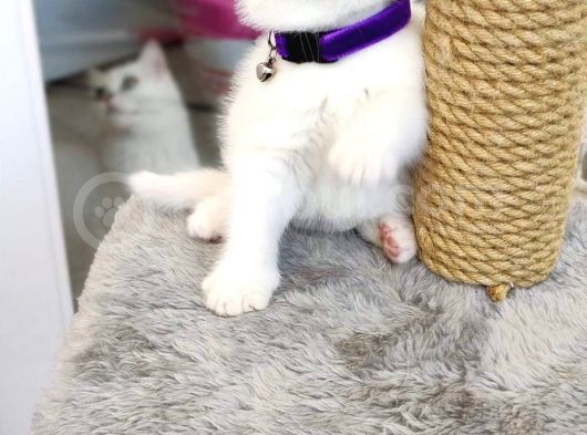 Üst Düzey  Gen Hatti Golden Poi̇nt Bebekler görsel