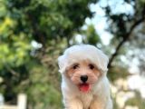 EN SEVİMLİ MALTESE TERRİER