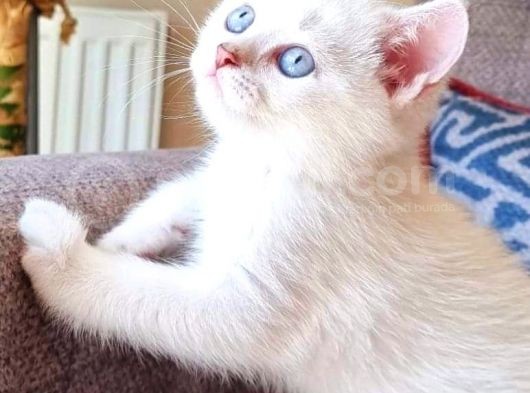Üst Düzey  Gen Hatti Golden Poi̇nt Bebekler