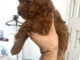 Safkan Garantili Toy Poodle- Anne Baba Bize Ait