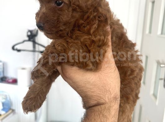 Safkan Garantili Toy Poodle- Anne Baba Bize Ait görsel