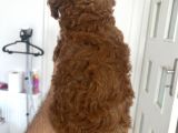 Safkan Garantili Toy Poodle- Anne Baba Bize Ait