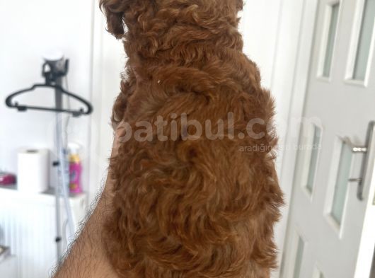 Safkan Garantili Toy Poodle- Anne Baba Bize Ait görsel