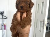 Safkan Anne Baba Bize Ait Toy Poodle