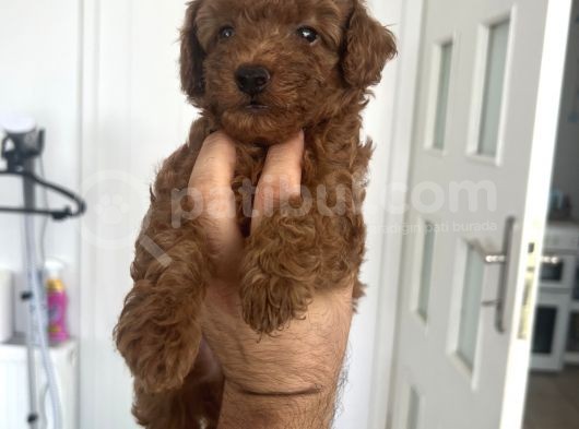 Safkan Anne Baba Bize Ait Toy Poodle