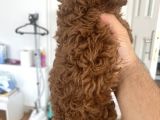 Safkan Anne Baba Bize Ait Toy Poodle