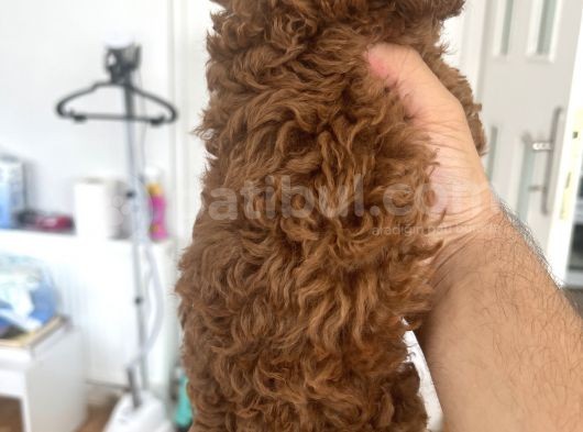 Safkan Garantili Toy Poodle- Anne Baba Bize Ait görsel